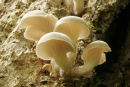 06-7603 Oyster Mushrooms (Pleurotus ostreatus)